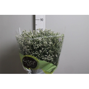 Lim Sin Mountain Diamond White