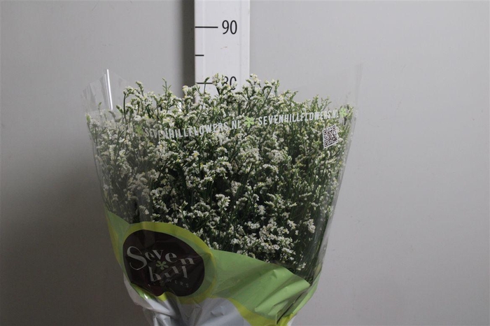 <h4>Lim Sin Mountain Diamond White</h4>