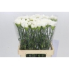 Dianthus St Holly