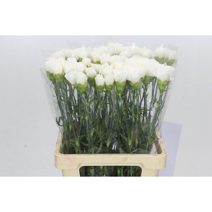 Dianthus St Holly