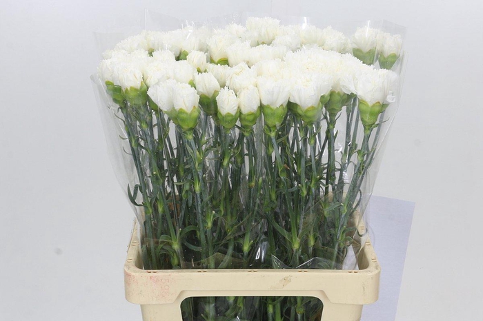 <h4>Dianthus St Holly</h4>