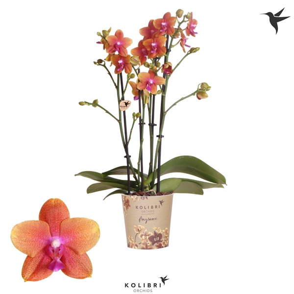 <h4>Kolibri Orchids Phalaenopsis Bolgheri 4 spike 12 cm</h4>