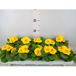 Primula ac. 'Cairo Gold Yellow'