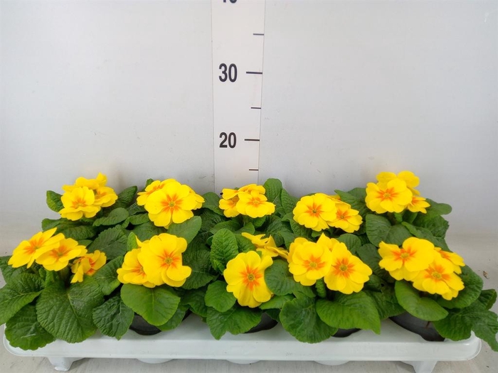 <h4>Primula ac. 'Cairo Gold Yellow'</h4>