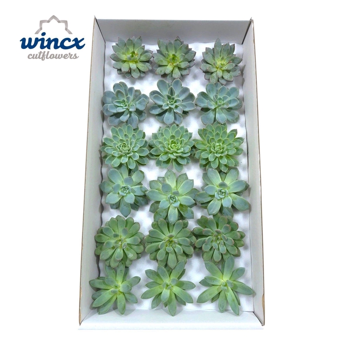 <h4>Echeveria Green Mix (Wincx) Cutfl (6 Spcs)</h4>