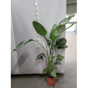 Strelitzia nicolai