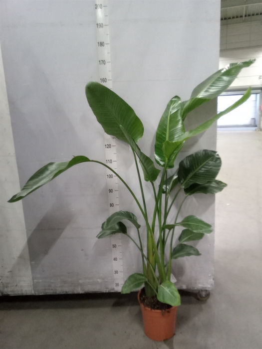 <h4>Strelitzia nicolai</h4>