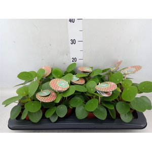 Pilea peperomoides