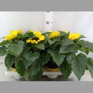 Helianthus an. 'Sunsation'