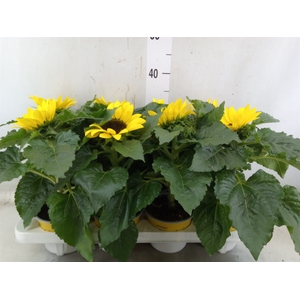 Helianthus an. 'Sunsation'