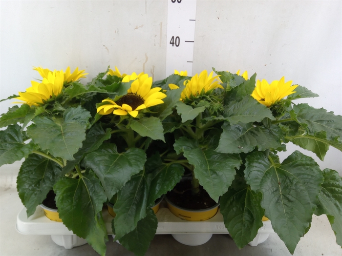 <h4>Helianthus an. 'Sunsation'</h4>