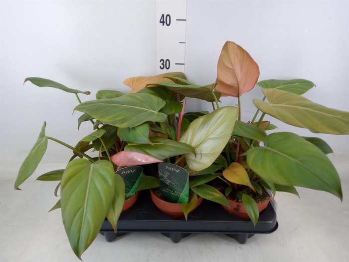 <h4>Philodendron   ...</h4>