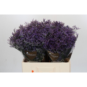 Limonium ov Safora Dark Blue