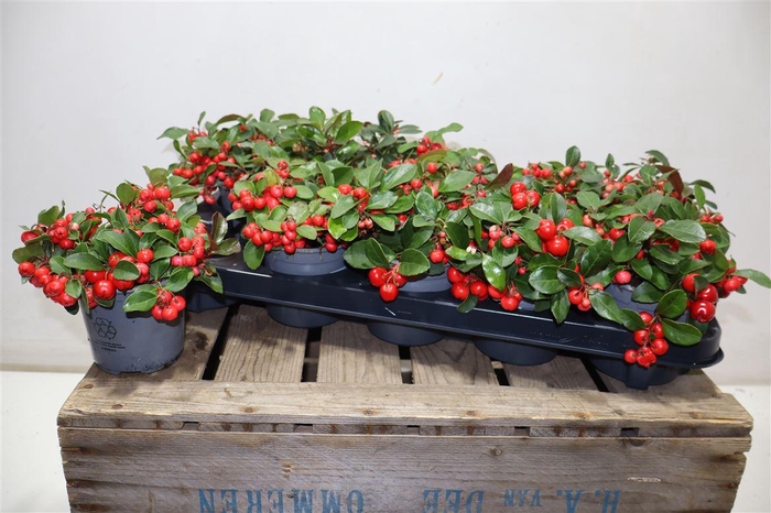 <h4>Gaulth Pr Big Berry</h4>