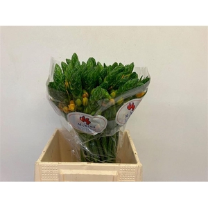 ORNIT DB BRIGHT STAR