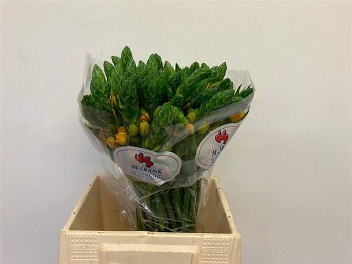 <h4>ORNIT DB BRIGHT STAR</h4>