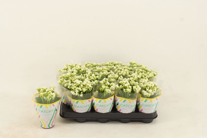 <h4>Kalanchoe Calandiva White</h4>