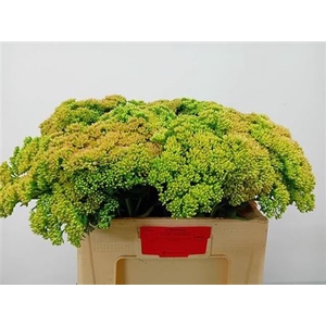Sedum Spectabile