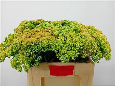 <h4>Sedum Spectabile</h4>