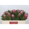 Protea Pink Ice