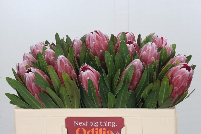 <h4>Protea Pink Ice</h4>