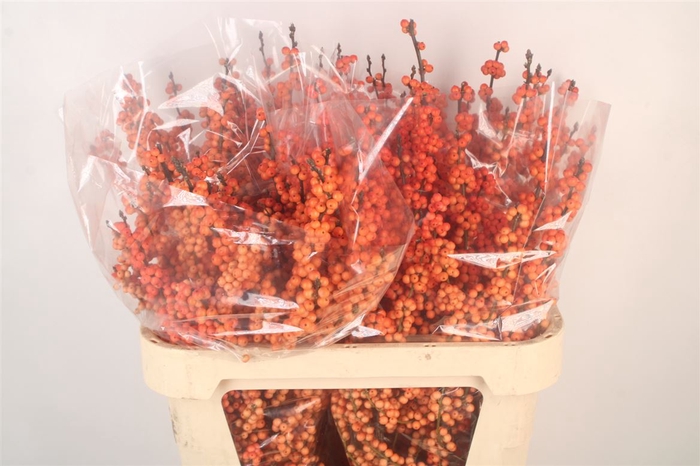 <h4>Ilex Verticilata Winter Gold Premium</h4>