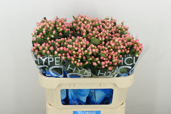 <h4>Hyp Coco Casino</h4>