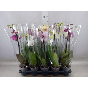 Phalaenopsis   ...mix