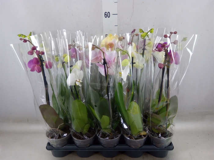 <h4>Phalaenopsis   ...mix</h4>