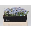 Oxypetalum Tweedia Blue