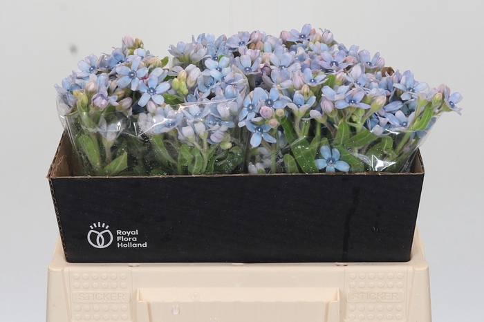<h4>Oxypetalum Tweedia Blue</h4>