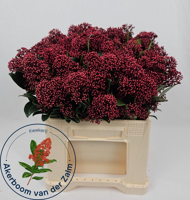 <h4>SKIM J RUBELLA BS</h4>