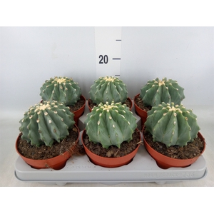 Ferocactus glaucescens