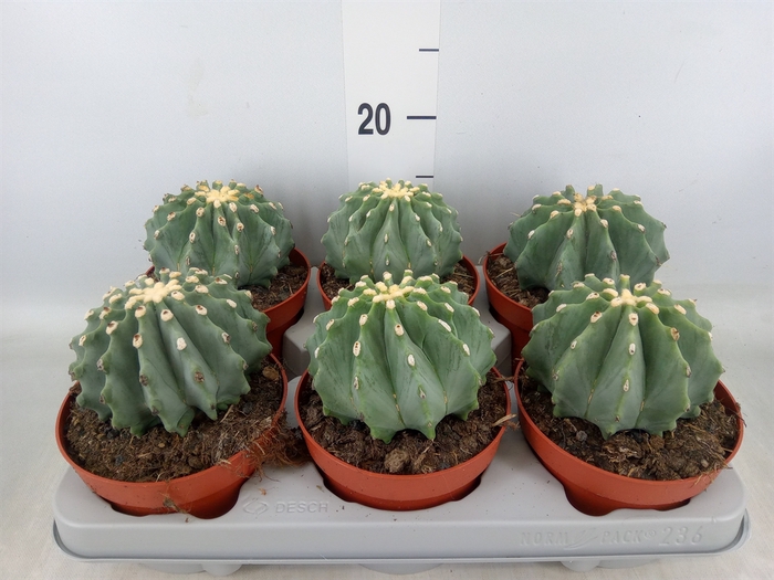<h4>Ferocactus glaucescens</h4>