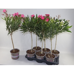 NERIUM OLEANDER OV