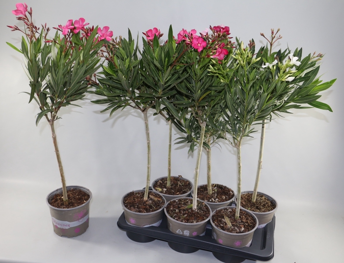 <h4>NERIUM OLEANDER OV</h4>