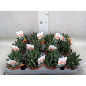 Haworthia   ...