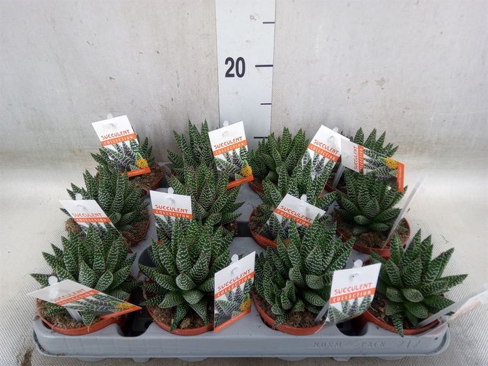 <h4>Haworthia   ...</h4>
