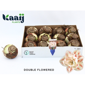 BLOEMBOL HIPPEASTRUM