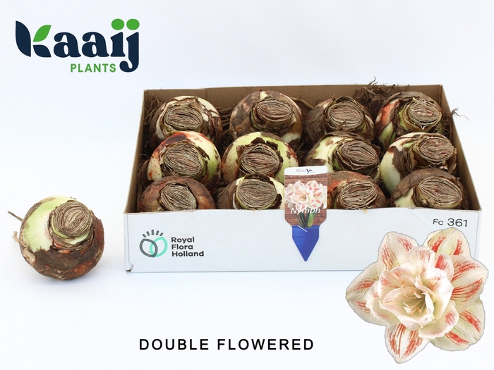 <h4>Bloembol Hippeastrum</h4>