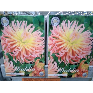 Dahlia   ...flowerbulbs