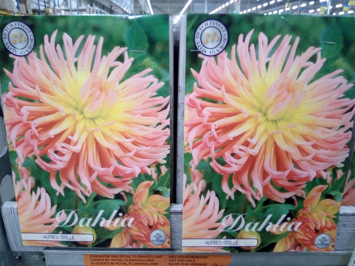 <h4>Dahlia   ...flowerbulbs</h4>