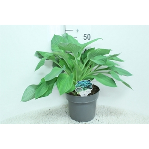 Hosta   ...