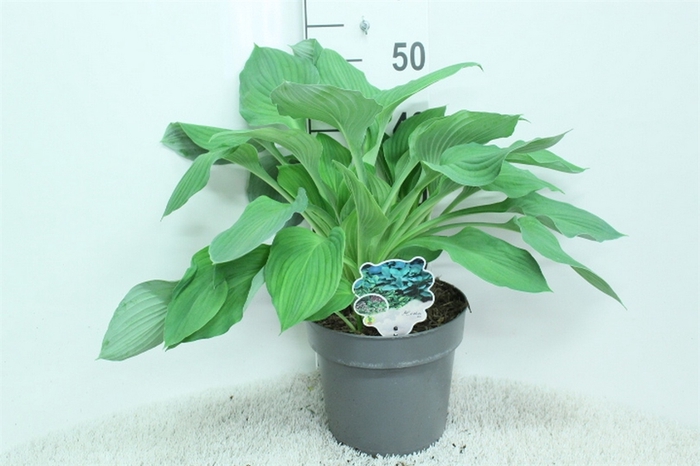 <h4>Hosta   ...</h4>