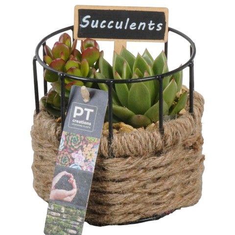 <h4>PTSU8503 Arrangement Succulenten in touwmand met metaal</h4>