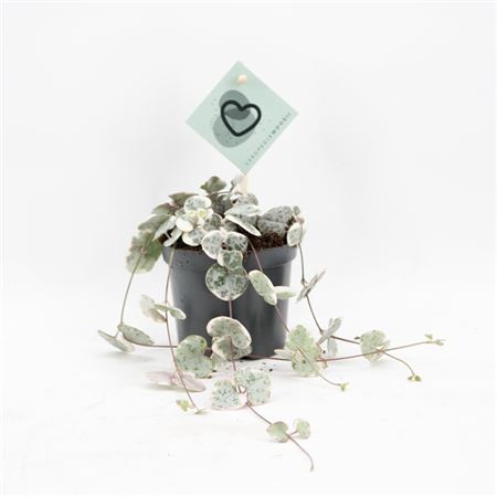 <h4>Ceropegia Woodii Variegata</h4>