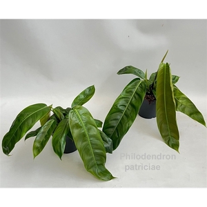 Philodendron patriciae 14cm