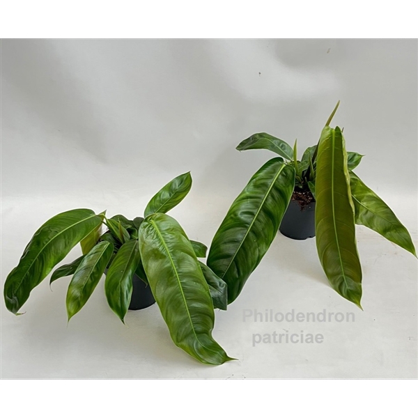 <h4>Philodendron patriciae 14cm</h4>