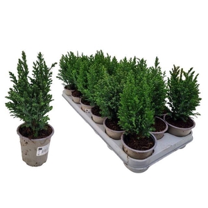 !! PROMO !! CHAM L ELLWOODII P09