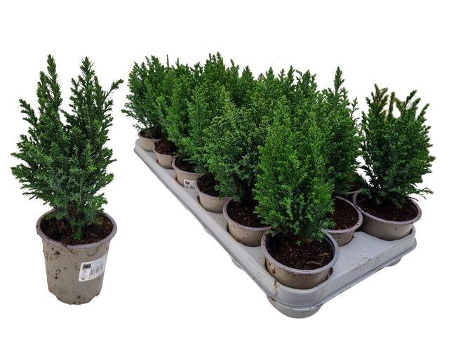 <h4>CHAM L ELLWOODII P09</h4>